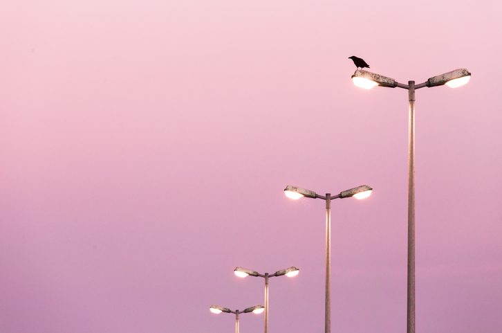 Polk Electric LLC | Low Angle View Of Bird Perching On Street Lamp
